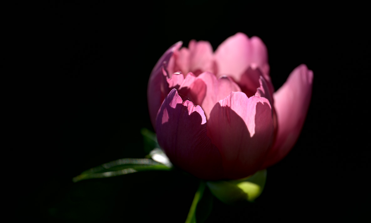 Backlit