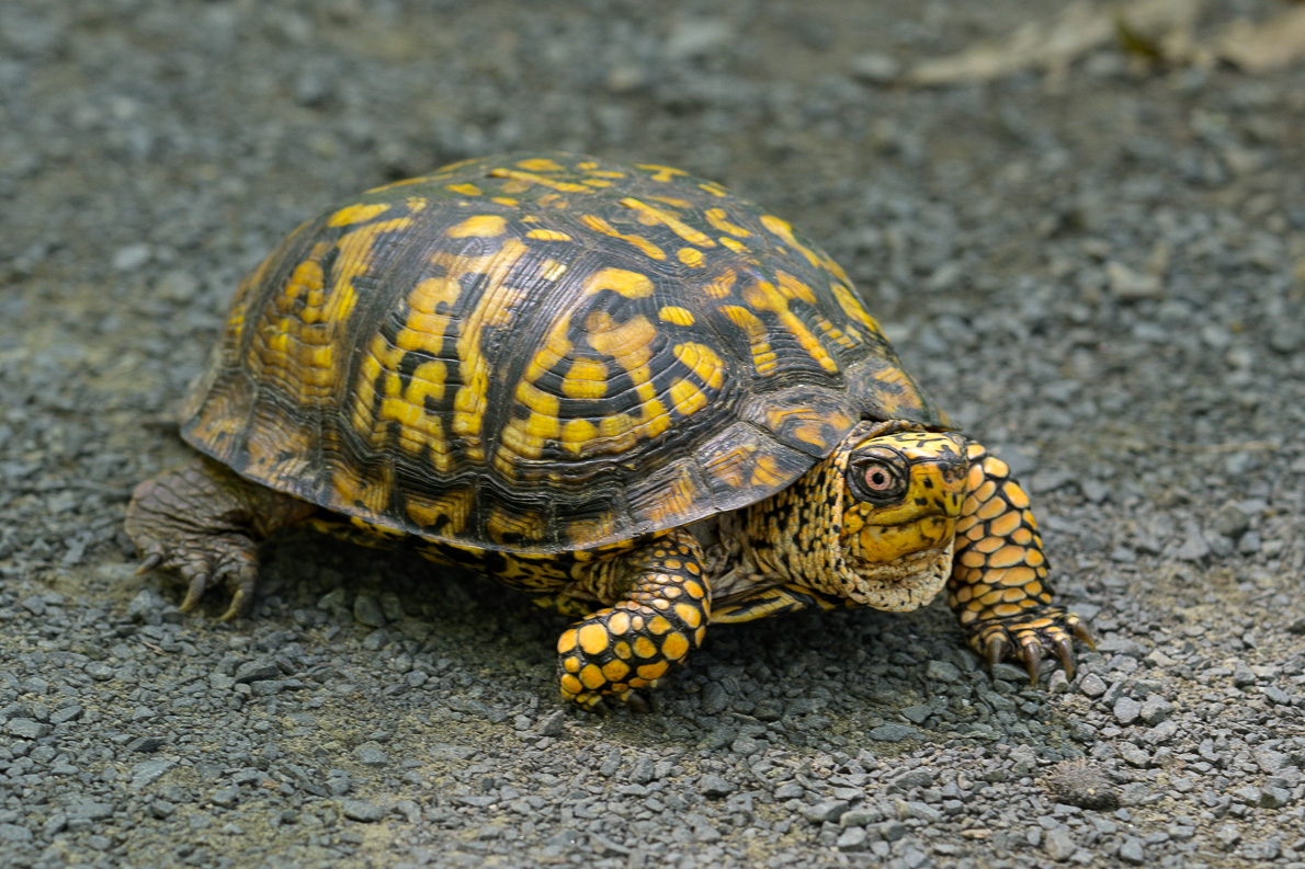 Life in the Slow Lane